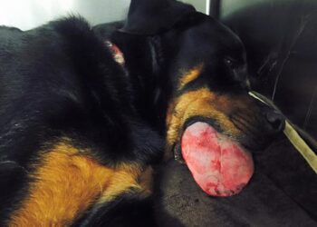 Deze speeltjes en snoepjes kan je beter niet aan je hond geven