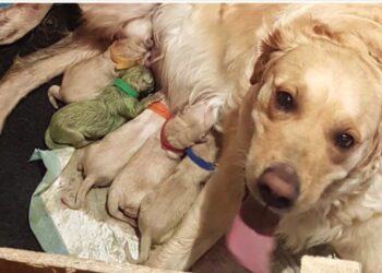 Golden Retriever bevalt van 8 puppies. – als de eigenaar de 9de pup ziet is hij in shock