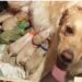 Golden Retriever bevalt van 8 puppies. – als de eigenaar de 9de pup ziet is hij in shock