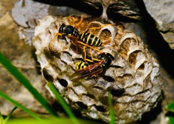 Met deze 7 tips houd je wespen  op afstand