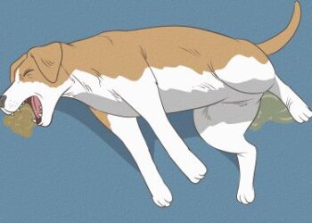 Hondeneigenaren opgelet: Dit zijn de honden met de langste en kortste levensverwachting