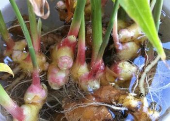 Stop met het kopen van gember. Dit is hoe je een eindeloze voorraad gember gewoon thuis kweekt!