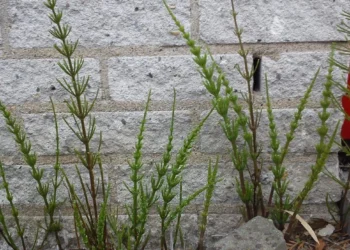 Hovenier onthult: “Met deze truc heb je geen vervelende Heermoes meer in je tuin!”