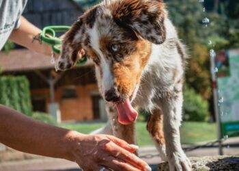 Opgelet: Een likje van je hond of kat? Dit is kan erg gevaarlijk zijn!