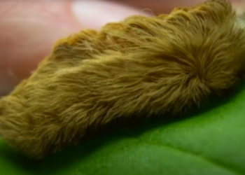Moeder ziet kind met pluizig diertje in het park. Dan realiseert ze zich het naderende gevaar