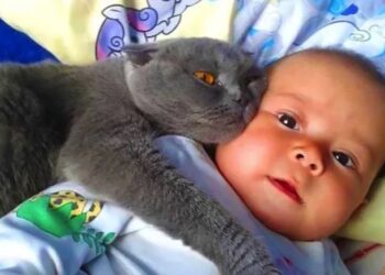 Kat laat baby niet alleen slapen – ouders ontdekken waarom en bellen direct politie