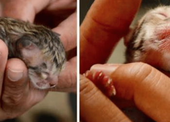 ZIEN: Gezin vindt klein straatkatje – Komt er later achter dat het niet is wat het lijkt