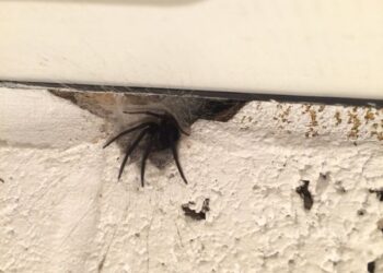 Met 1 theezakje kom je nooit meer spinnen of muizen tegen in huis