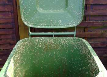 Met dit simpele trucje heb je nooit meer last van vliegen of maden in je container