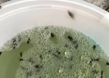 Zo los je snel je probleem met fruitvliegjes op met deze eenvoudige truc