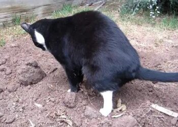 Buurtkatten in je tuin? Met dit geheel katvriendelijke trucje gebeurt dat niet meer!