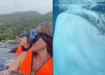 Video: Ontmoeting met walvishaai gaat compleet verkeerd