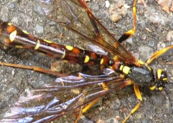BIZAR: Wetenschappers ontdekken nieuw soort wesp met angel zo dodelijk als wapen
