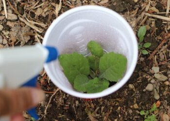 Verwijder vervelend onkruid snel en goedkoop met deze truc