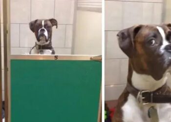 Verbaasde hond reageert hilarisch als baasje hem na vakantie ophaalt bij opvang