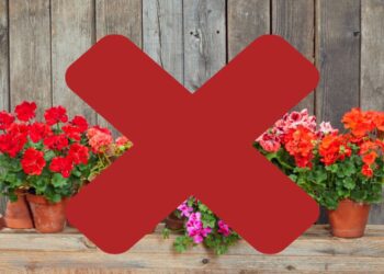 Let op: Plant geen geraniums in je tuin of op je balkon
