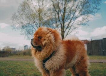 Dierenarts waarschuwt: Dit zijn 5 hondenrassen die je beter niet kan kopen