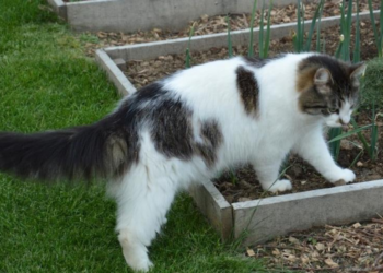 Man (52) is woest: “De buurman geeft mijn kat dagelijks eten terwijl ik dit niet wil”