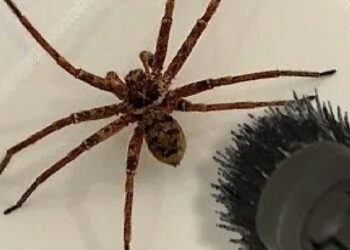 Dit is waarom je een spin nooit moet opzuigen met de stofzuiger