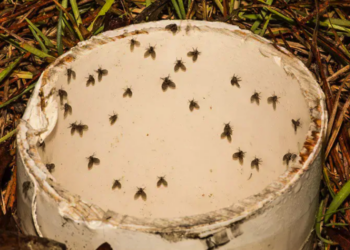 Vieze rioolvliegjes: Met deze truc heb je er nooit geen last meer van