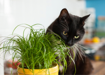Sara (32): “Ik geef mijn katten alleen veganistisch voer, dat is veel beter voor ze”