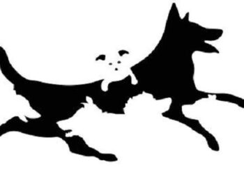 Hoeveel honden je telt op deze foto onthult je mentale leeftijd