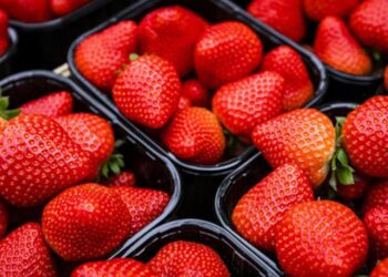 Aardbeien bederven snel. Deze boer geeft een briljante tip om ze veel langer vers te houden