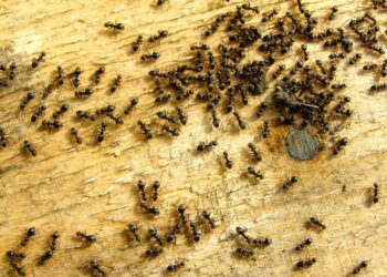 SUPERTIP: Met deze truc heb je nooit meer last van mieren in huis