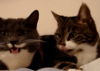 Bizarre beelden van twee katten die met elkaar ‘praten’ als mensen (video)