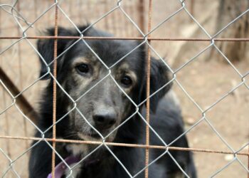 Tessa: “Ik gaf mijn hond gratis aan iemand anders, om hem in het asiel terug te vinden”