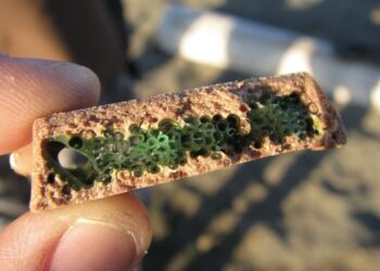 Dit bekende snoepje kan levensgevaarlijk zijn om zomaar op te eten