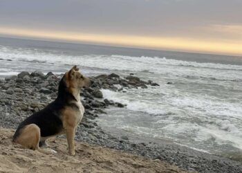 Hond zit iedere dag op het strand naar de zee te staren. De reden waarom breekt je hart