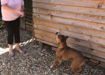 “Ik weiger de dierenarts van een vriendin te betalen nadat ik haar hond heb verwond”