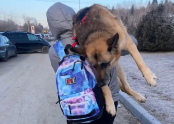 Man draagt zijn oude hond 17 kilometer te voet naar de grens met Polen