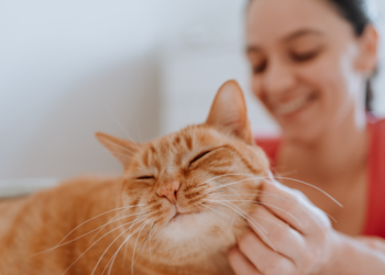 Myrthe (32) verloor haar kat: “Waarom krijg je geen verlof bij het overlijden van een huisdier?”
