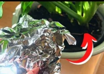 Leg een bolletje aluminiumfolie bij je planten en je zult deze 4 problemen nooit meer hebben!