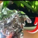 Leg een bolletje aluminiumfolie bij je planten en je zult deze 4 problemen nooit meer hebben!