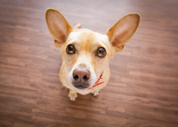 Staart je hond weleens onafgebroken naar je? Dit zijn twee voornamelijke redenen waarom