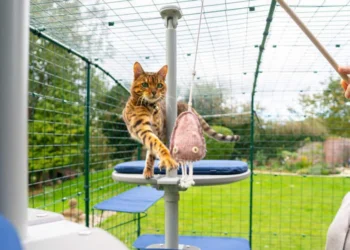 Lidia (47): “Een kattenren moet verplicht worden voor alle katten die naar buiten mogen!”