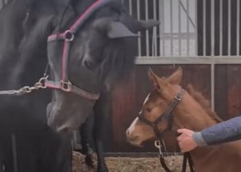 Paard is in rouw als haar veulen sterft. Kijk was er gebeurt als ze een weesje ontmoet