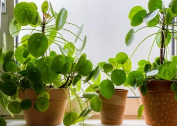 Verzorging van de pannenkoekenplant: veelvoorkomende fouten en de beste tips