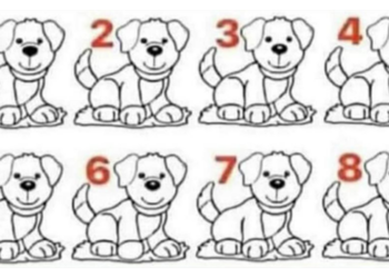 Kun jij dit raadsel oplossen: Welke hond is anders dan de rest? (97% heeft het fout!)