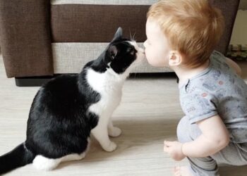 Prachtig: deze peuter is beste vriendjes met zijn kat..