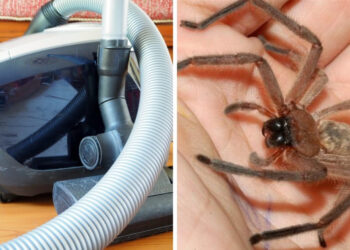 Spin opgezogen met de stofzuiger? Dit is wat er echt gebeurt!