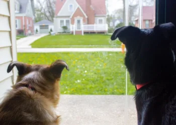 Tip: Zó zorg je ervoor dat je hond niet blaft wanneer er iemand aanbelt