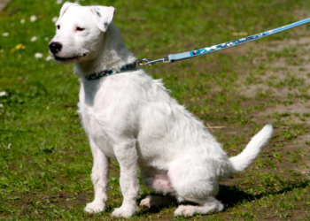 Karin (42): “Waarom denken mensen dat ze mijn hond zomaar mogen aaien?”