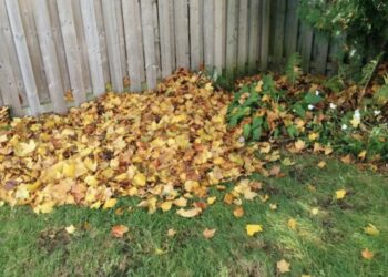 “De boom van mijn buren laat constant bladeren vallen in mijn tuin, maar ze weigeren hem te snoeien”