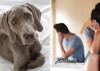 Nathalie: “Mijn vriend laat me kiezen tussen hem en mijn hond. Ik weet niet wat te doen.”