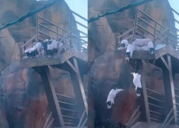 Video: Zijn dat nou varkens op een duikplank? ‘Een geniale uitvinding!’