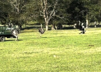 Video: Tripje naar safaripark gaat helemaal verkeerd voor groepje bezoekers
